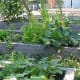 A school garden next to a natural play area