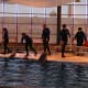 Baltimore Aquarium dolphin show