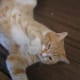 We found out that cats don't like to exercise on command!
