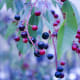 Huckleberries.