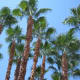A nicer climate here in Las Vegas, but you have to put up with more crime and the anything goes mentality along with people who are working odd shifts, are stressed out and people who have different values - or lack of values.