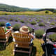 My mother in law was happy to come with us for a walk around the lavender farm