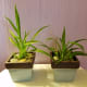beat-winter-blues-try-these-spring-projects-with-your-kids