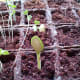 The zucchini seedling emerges from the soil.