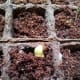 A zucchini seedling my son and I planted in early spring, making its first appearance.