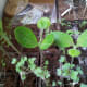 The zucchini seedling has grown into a beautiful plant, now with leaves.