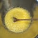 Add flour, salt, soda, and vanilla.