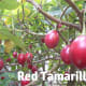 Tamarillos ripening on the tree.