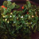 Add the green onion and cook for just a minute more.