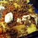 Layer lasagne noodles on top and then begin again. Add tomato, veggie crumbles, ricotta and mozzarella.