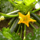 Zucchini growing in my garden.