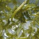Cooked (candied) lime peel slivers, draining.