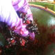 Smash the berries between your fingers to start the process.