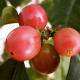 Ripe coffee cherries