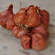 Red Asian Shallots, essential for certain Penang curries, but not always readily available. Image: © Siu Ling Hui