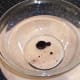 Rapeseed oil and balsamic vinegar added to large bowl