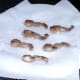 Frogs' legs are drained on kitchen paper
