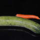 Cucumber and carrot