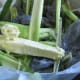 Discard the corn cobs after you've removed all of the kernels