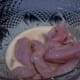 Cover your chicken with milk, olive oil and herbs, spices or salt and pepper, cover and put in the fridge. The milk will tenderize the meat if left for a little longer.