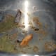 Step one: Heat oil in a cooker base. Saute cumin seeds and whole garam masala spices.