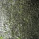 seaweed sheet