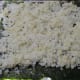 rice on seaweed sheet