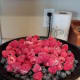Raspberries