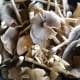 wild-mushroom-with-homemade-fried-garlic-bits-in-oyster-sauce