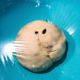 Transfer the dough into a larger greased bowl and cover with cling wrap.