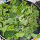 Add the dried cranberries and greens to the heated skillet.