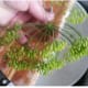 4. Place fresh dill head on top of jalapeños.