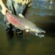 King (also known as Chinook)