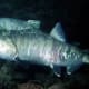 Chum (and Silverbrite, Keta, or Dog)