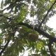 The spikey durian!