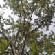 The durian tree in my parents' backyard.