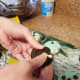 Add chocolate chips. Break Oreos in half.