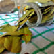 Bay leaves