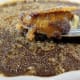Coffee creme brulee