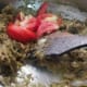 mushroom-biriyani