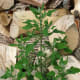 Lamb's quarters can be substituted in place of pigweed. In Maine, it is called the "prince of wild greens."