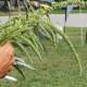 Pigweed