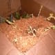 This box has turnips and rutabagas. It is normal for the plants to continue to grow a bit during warm weather, but they should not grow out of the boxes and use all the roots' energy. I used wood chips from a planer to cover them.