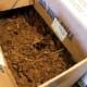 This box contains beets, and is filled with peat moss. Like the sawdust, it is kept damp. If your filler dries out, your root vegetables will too. The boxes are normally kept closed, and the cellar is usually quite dark.