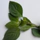 Not this one, sweet basil http://www.flickr.com/photos/fotoosvanrobin/2799294089/