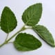This is what you want, holy basil http://www.flickr.com/photos/fotoosvanrobin/1766674434/