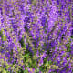 Flowering Sage.