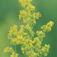 Bedstraw.