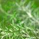 Rosemary.