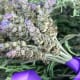 Lavender.
